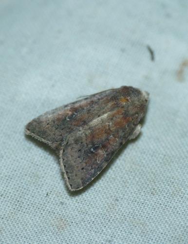 Parastichtis suspecta